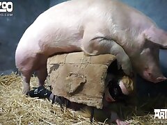 Der lange Penis eines Schweins ejakuliert eine riesige Menge Sperma in die kurvige Schönheit von ArtOfZоо